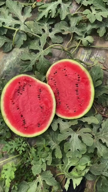 公主岭市西瓜