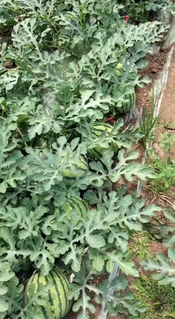 郯城县8424头茬无籽西瓜