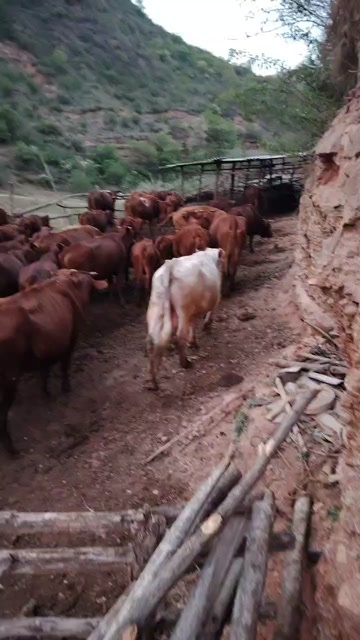 甘泉县牛