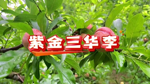 三华李
