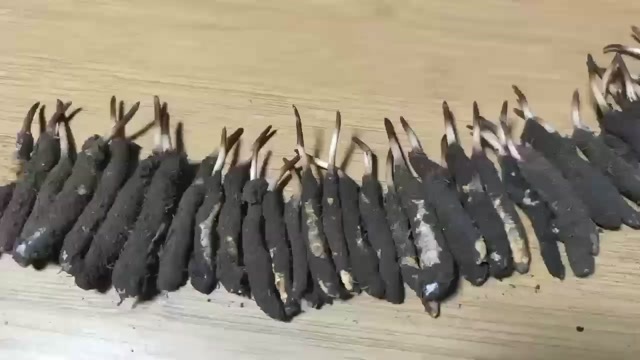 雅江县甘孜虫草