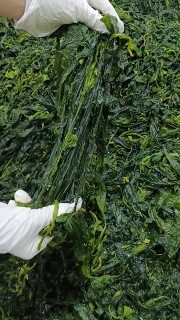 霞浦县火锅海带苗海带芽昆布苗原装货批发源头供应，欢迎来电洽谈