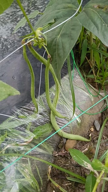遵义无筋豆角