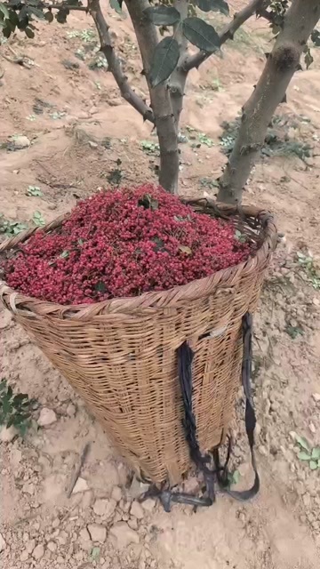 陇南花椒