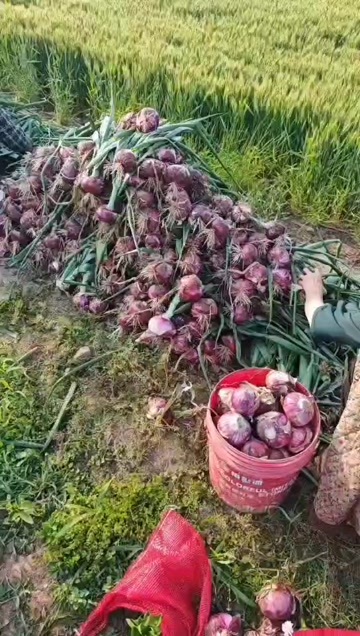 商水县红皮洋葱