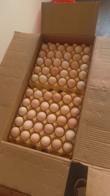 新兴县鸡蛋