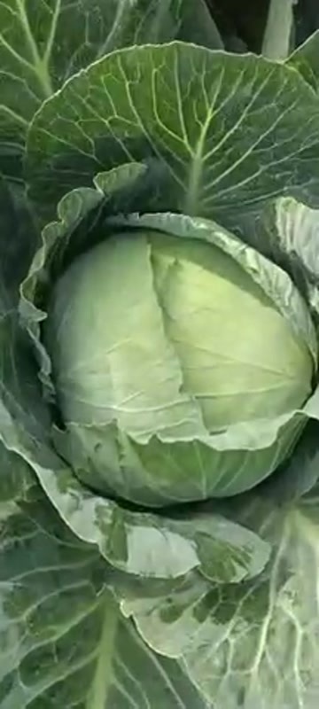 嘉鱼县圆包菜