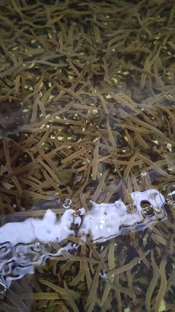 水蛭苗菲牛蛭小苗