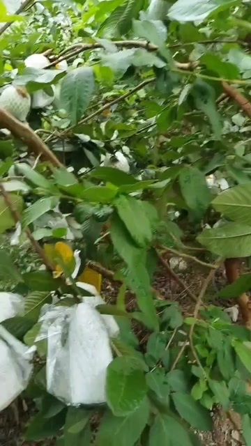 廉江市番石榴