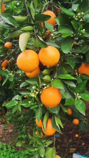 江永夏橙