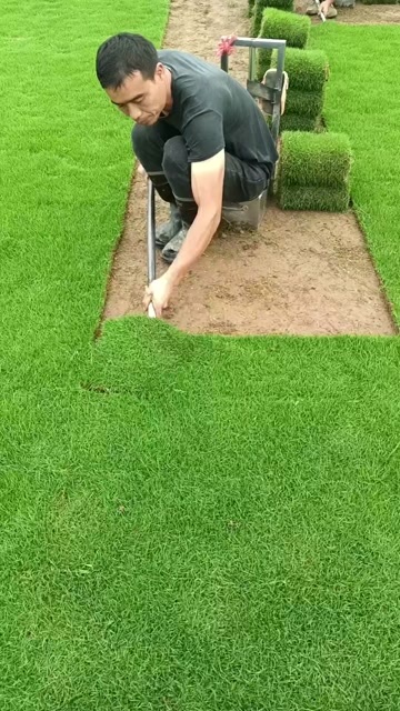 清远马尼拉草皮