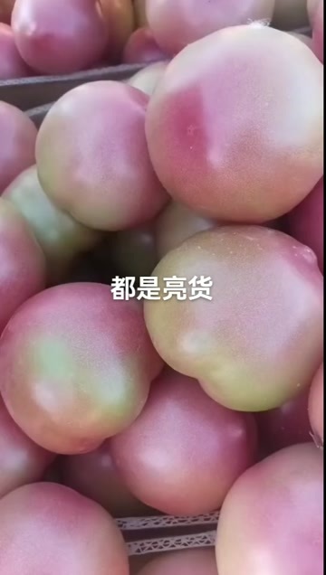 夏邑县西红柿