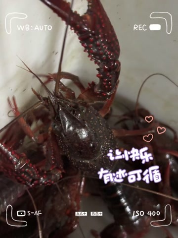 嘉兴龙虾