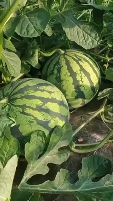 绍兴西瓜