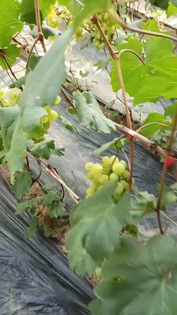 维多利亚葡萄