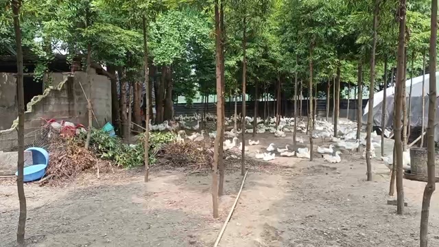 都江堰市鹅