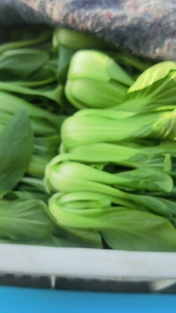  白菜