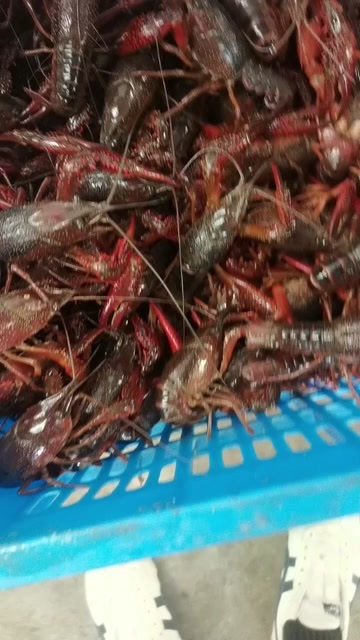 潜江市小龙虾