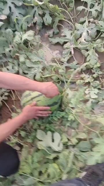 保定西瓜