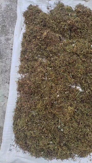 富宁县山银花