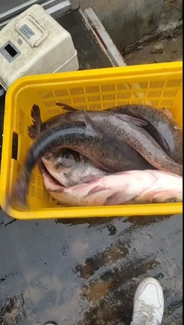  雄鱼