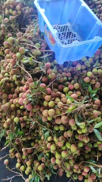  荔枝