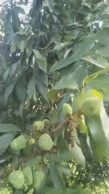 江安县荔枝