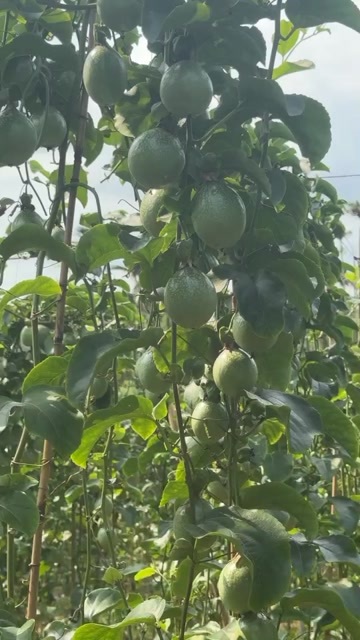白沙县百香果