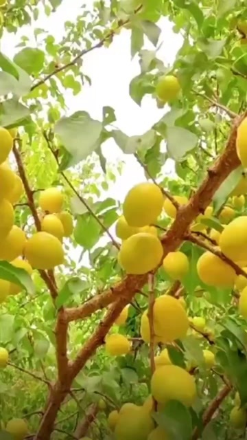  小白杏