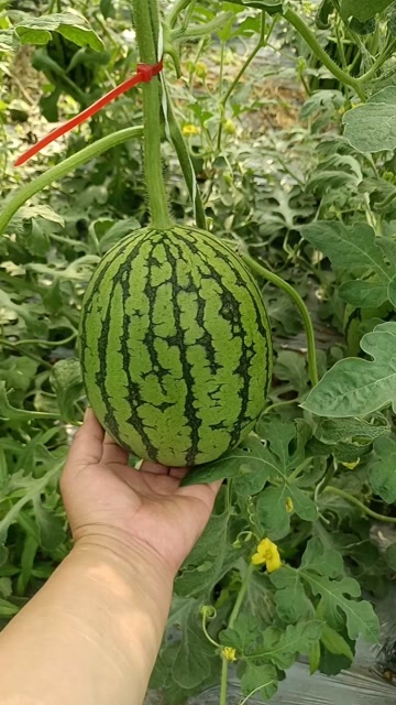 东平县精品全美2k