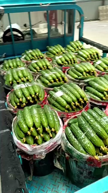 凌海市黄瓜