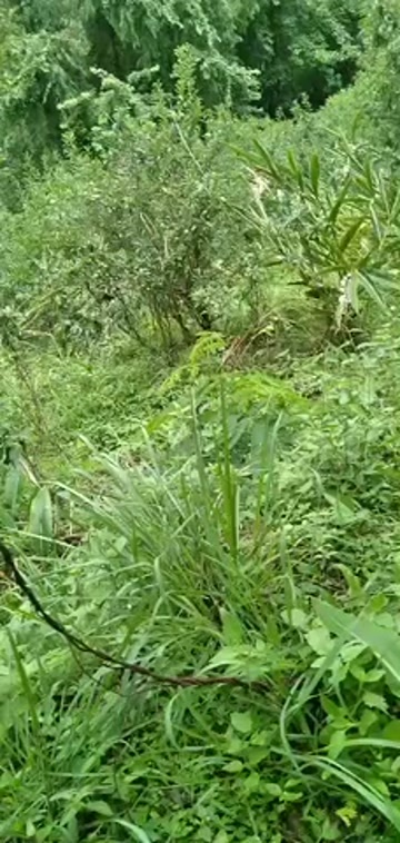 贞丰县贞丰四日李