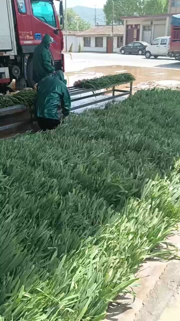  一点红蒜苗