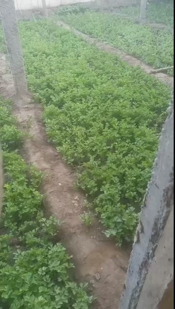 惠民县芹菜苗