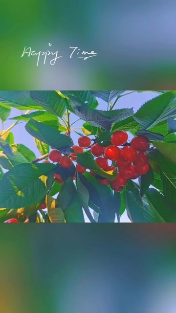 大荔县萨米脱