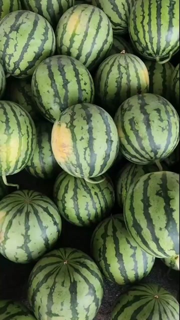夏县西瓜