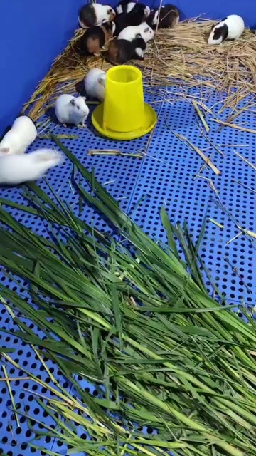  荷兰鼠