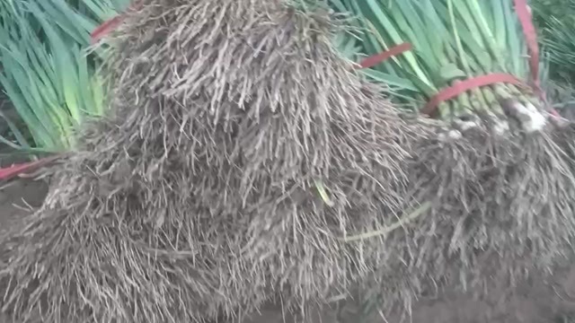  蒜苗