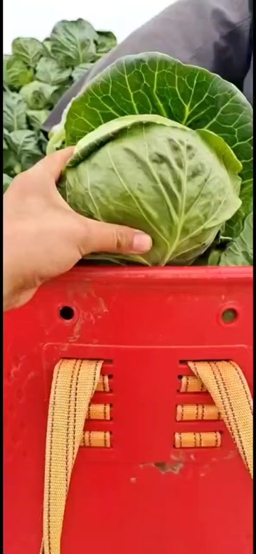  绿包菜