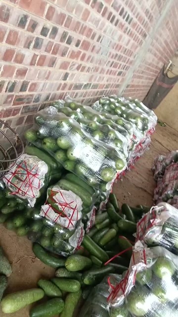 南宁毛节瓜