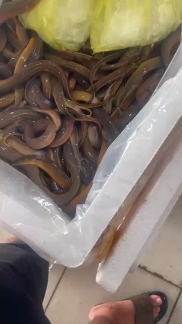 广州黄鳝