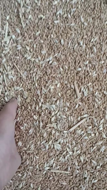 巨野县小麦