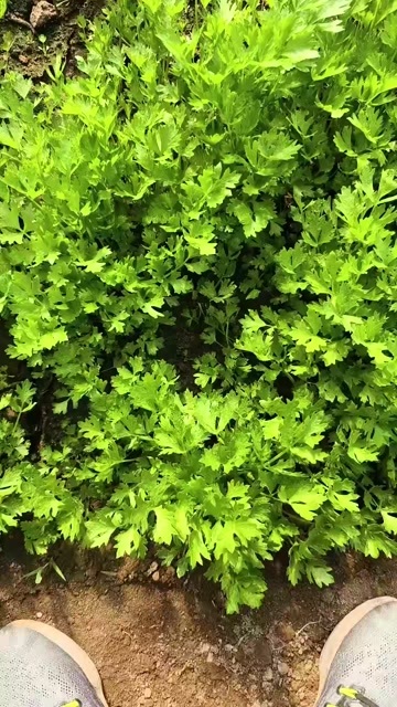 惠民县芹菜苗