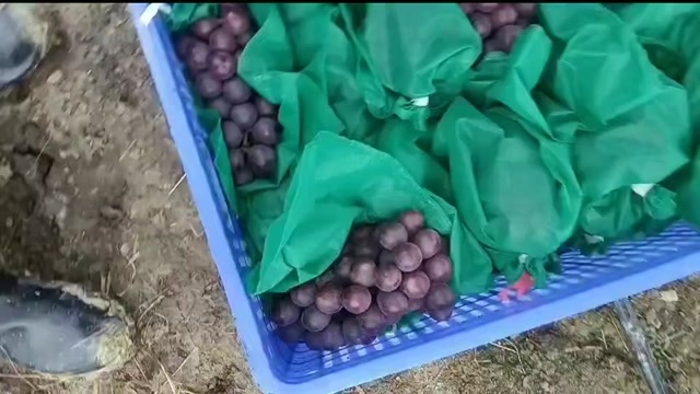  葡萄