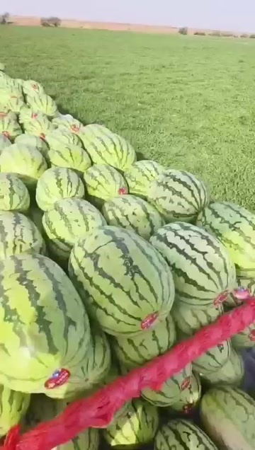  金城