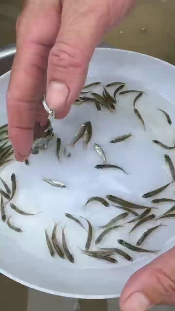 赤眼鳟鱼苗 淡水养殖种苗 广东广州花都区发货