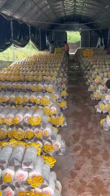 成都鸡油菌榆黄磨鲜干品基地直发