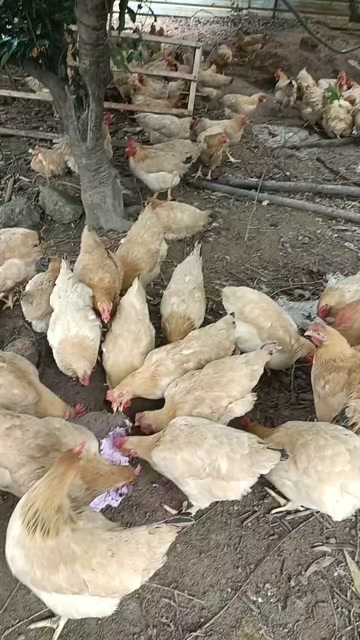 东莞市土鸡
