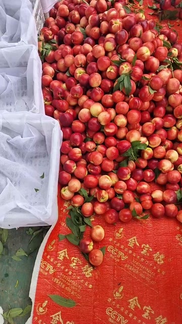  中油油桃