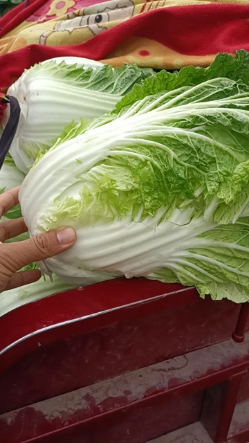  白菜